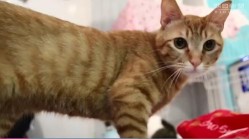名古屋“保护猫咖啡”：为无家猫咪寻找饲主